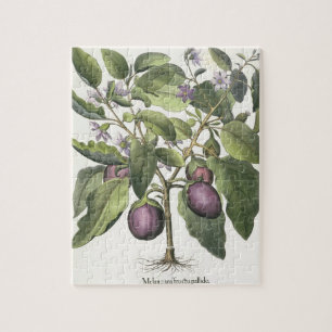 Aubergine: Melanzana fructu pallido, vom 'Hor Puzzle