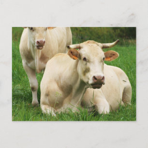 Aubrac Kühe in einem Feld Postkarte
