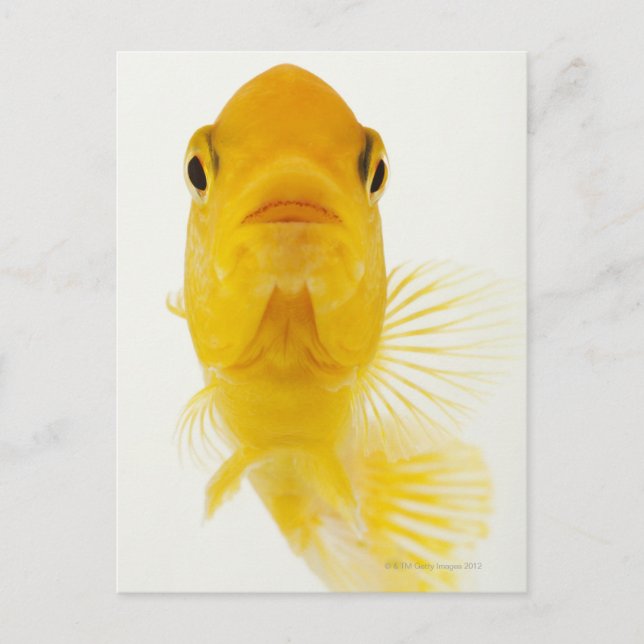 Auch bekannt als Comet-Schwänze Goldfisch. Hardy Postkarte (Vorderseite)