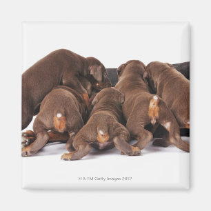 Auch Doberman Pincher. Mittelgroßer Hund Magnet