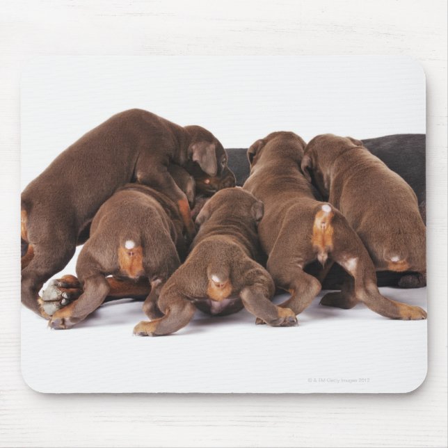 Auch Doberman Pincher. Mittelgroßer Hund Mousepad (Vorne)