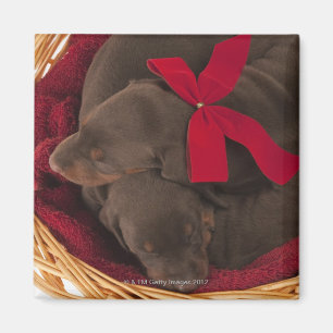 Auch Dobermann Pincher. Mittelgroßer inländische Magnet