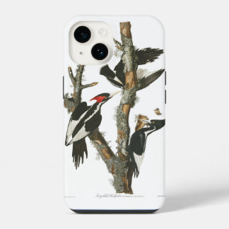 Audobon ausgestorbener Elfenbeinspecht iPhone 14 Hülle