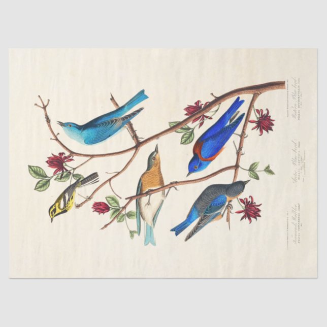 Audobon Bird ephemera tissue paper Seidenpapier (Vorderseite)
