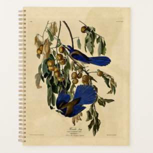 Audobon - Florida Jay, Planer