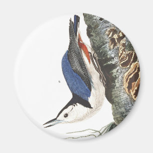 Audobon Kleiber mit weißer Brust (schwarze Kappe) Magnet