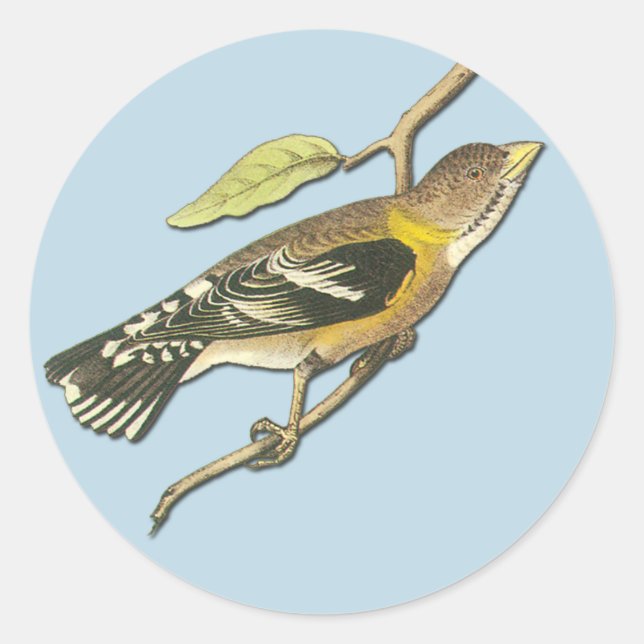 Audubon Abend Grosbeak Bird Art Stickers (Vorderseite)