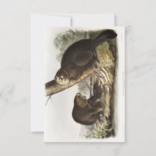 Audubon American Beaver Portrait Einladung (Vorderseite)