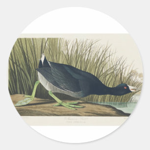 Audubon American Coot from Birds America Runder Aufkleber