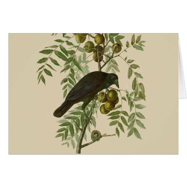 Audubon American Crow Black Bird (Vorderseite (Horizontal))