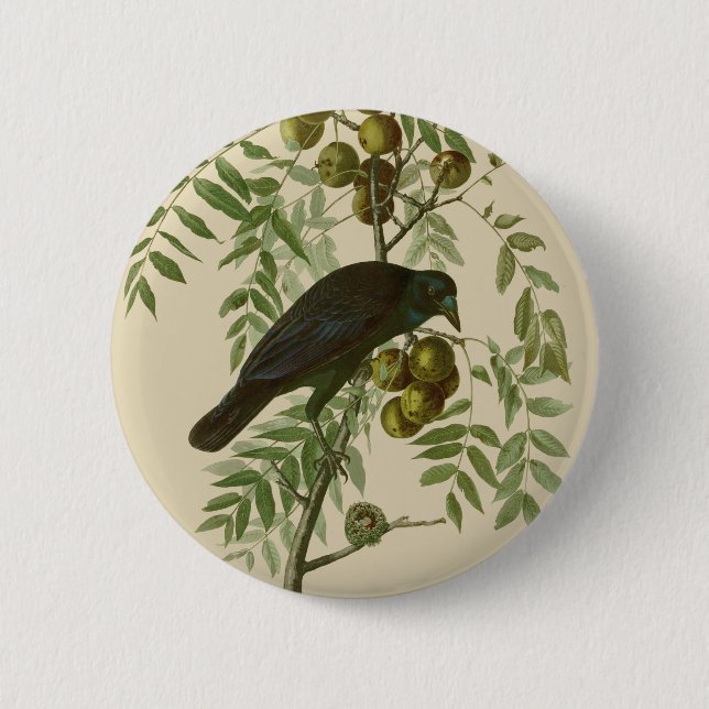 Audubon American Crow Black Bird Button (Vorderseite)
