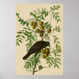 Audubon American Crow Black Bird Poster