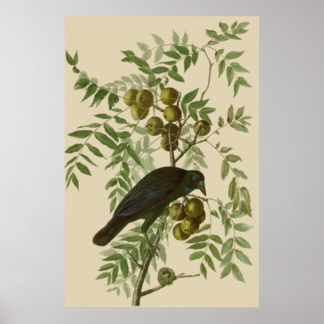 Audubon American Crow Black Bird Poster (Vorne)