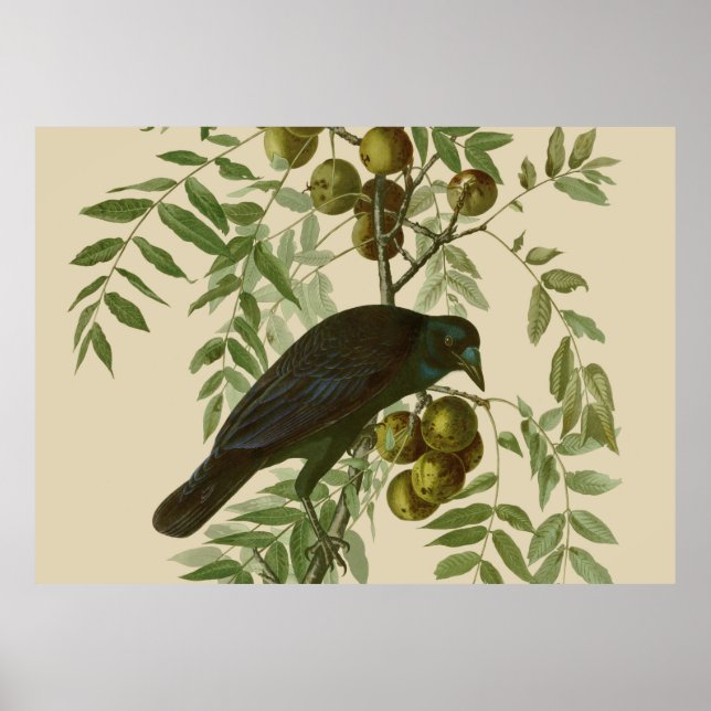 Audubon American Crow Black Bird Poster (Vorne)