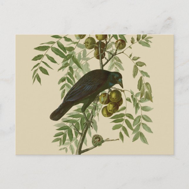 Audubon American Crow Black Bird Postkarte (Vorderseite)