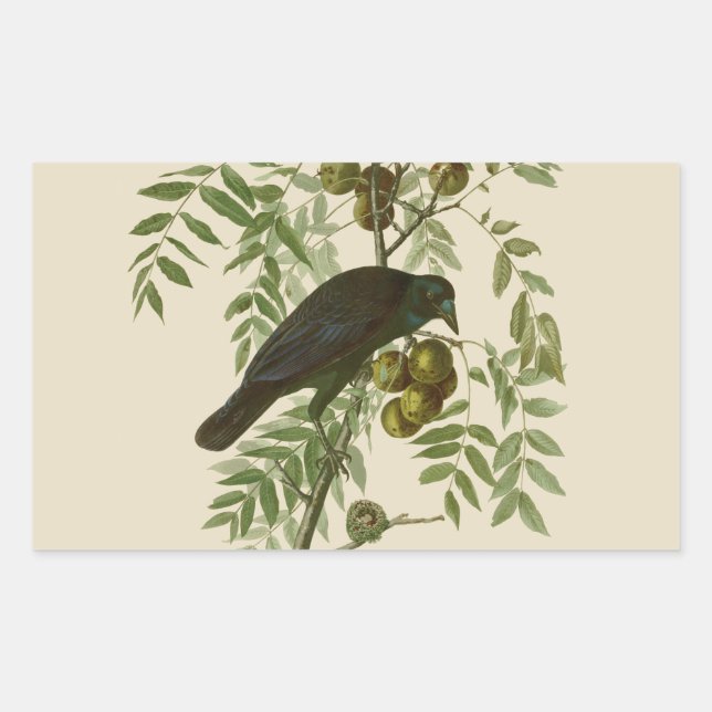 Audubon American Crow Black Bird Rechteckiger Aufkleber (Vorderseite)