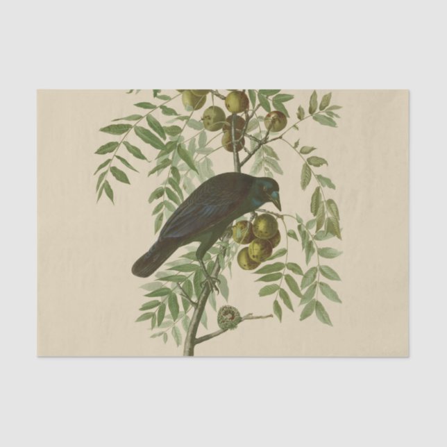Audubon American Crow Black Bird Seidenpapier (Vorderseite)