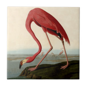 Audubon American Flamingo Fliese