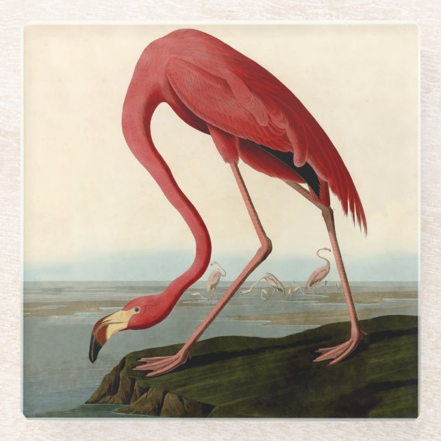 Audubon American Flamingo Glasuntersetzer (Vorderseite)