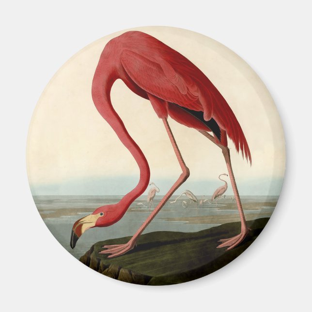 Audubon American Flamingo Magnet (Vorne)
