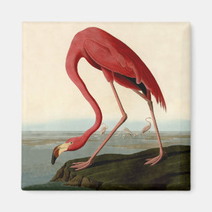Audubon American Flamingo Magnet