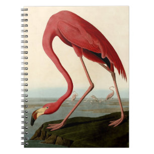 Audubon American Flamingo Notizblock