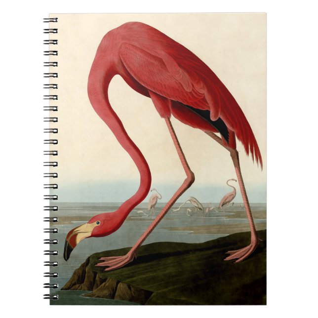 Audubon American Flamingo Notizblock (Vorderseite)