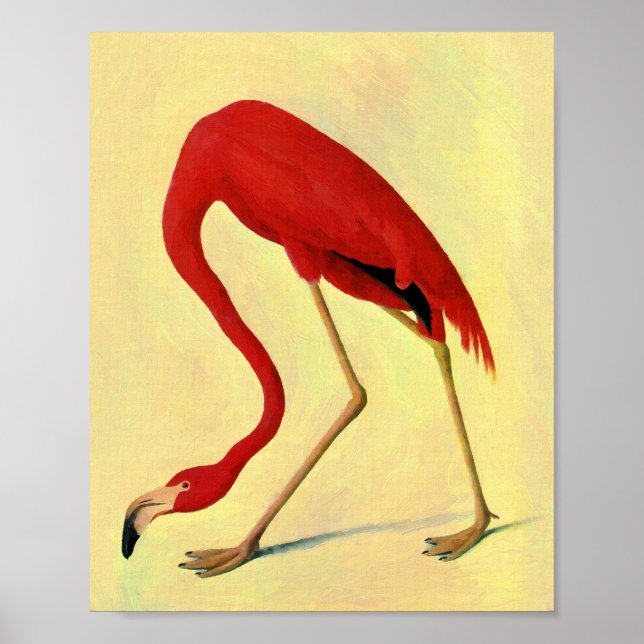 Audubon American Flamingo Painting Poster (Vorne)