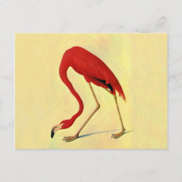 Audubon American Flamingo Painting Postkarte