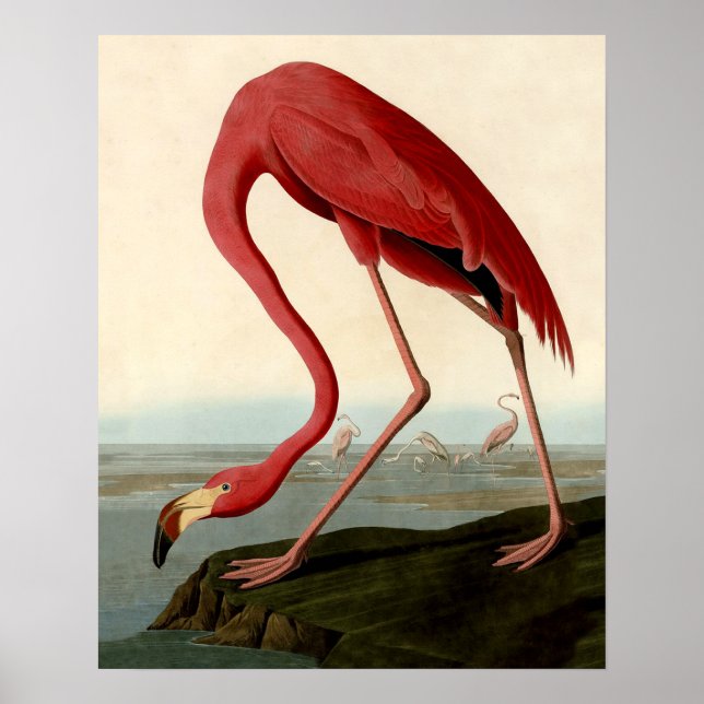 Audubon American Flamingo Poster (Vorne)