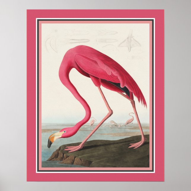 Audubon American Flamingo Poster (Vorne)