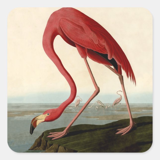 Audubon American Flamingo Quadratischer Aufkleber (Vorderseite)