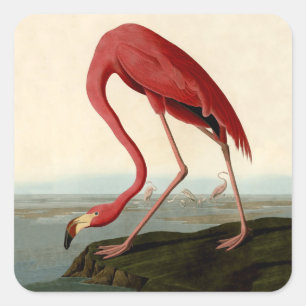 Audubon American Flamingo Quadratischer Aufkleber