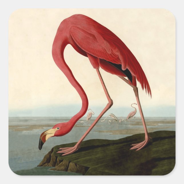 Audubon American Flamingo Quadratischer Aufkleber (Vorderseite)