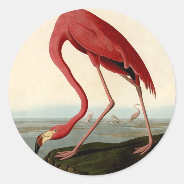 Audubon American Flamingo Runder Aufkleber (Vorderseite)