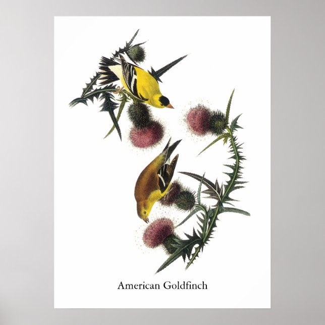 Audubon American Goldfinch Poster (Vorne)