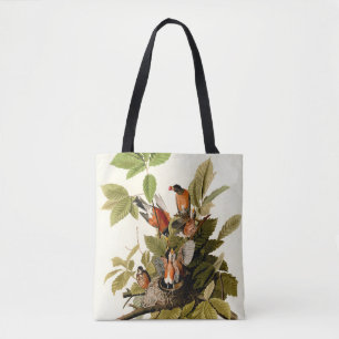 Audubon American Robin Wildlife Bird Illustration