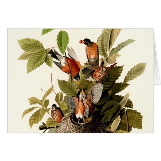 Audubon American Robin Wildlife Bird Illustration (Vorderseite (Horizontal))