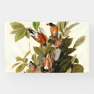 Audubon American Robin Wildlife Bird Illustration Banner