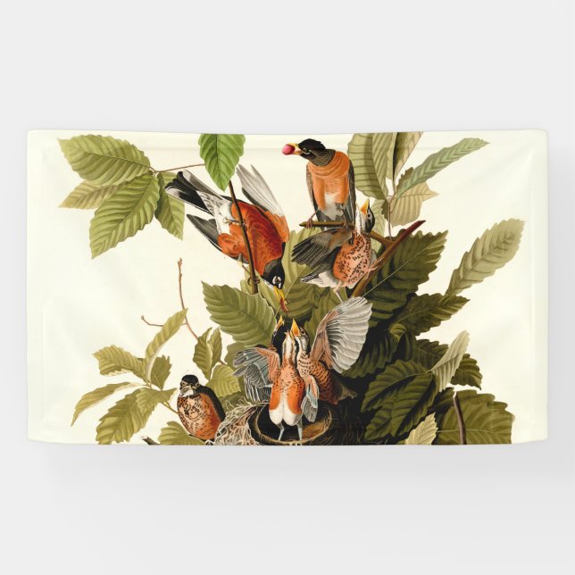 Audubon American Robin Wildlife Bird Illustration Banner (Horizontal)
