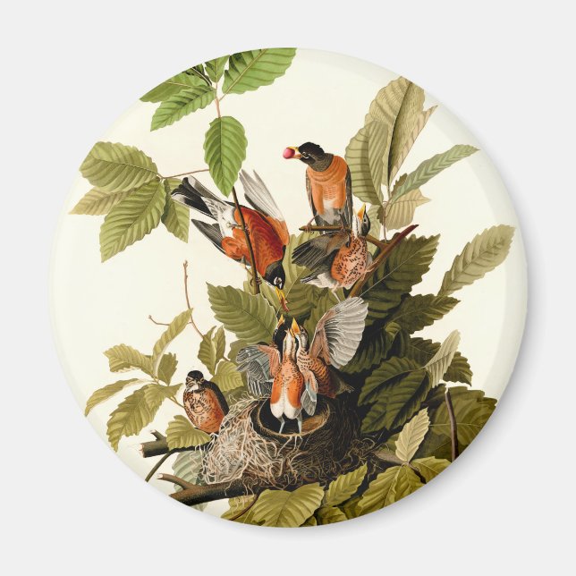 Audubon American Robin Wildlife Bird Illustration Magnet (Vorne)