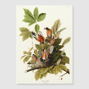Audubon American Robin Wildlife Bird Illustration Magnetkarte