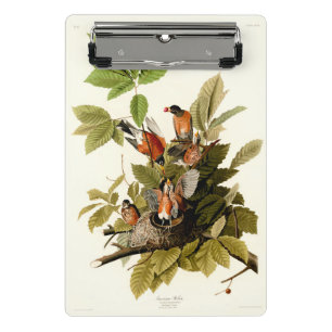 Audubon American Robin Wildlife Bird Illustration Mini Klemmbrett