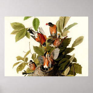 Audubon American Robin Wildlife Bird Illustration Poster