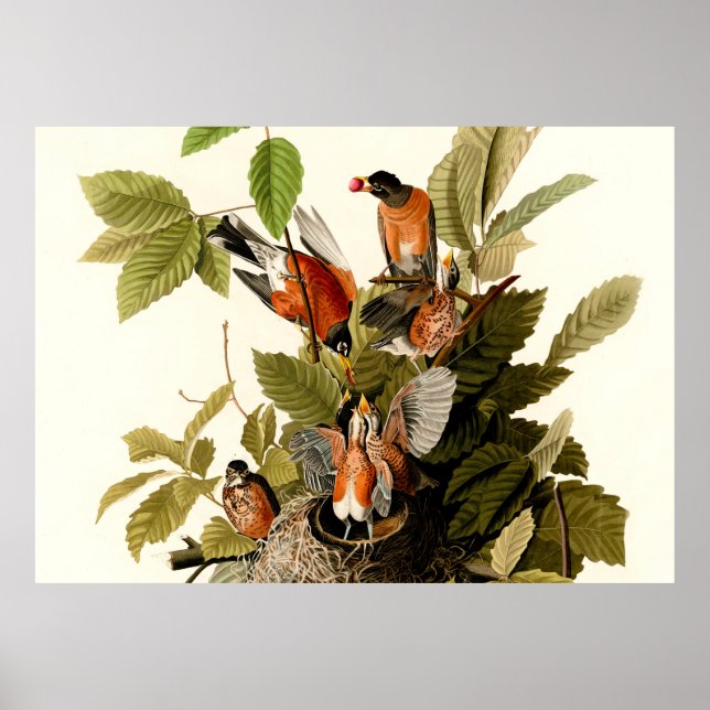 Audubon American Robin Wildlife Bird Illustration Poster (Vorne)
