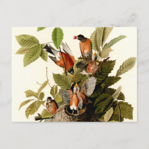 Audubon American Robin Wildlife Bird Illustration Postkarte