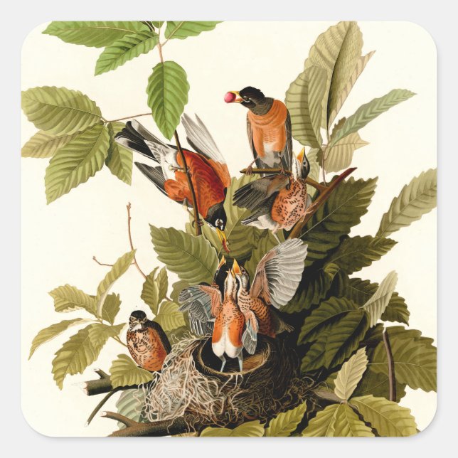 Audubon American Robin Wildlife Bird Illustration Quadratischer Aufkleber (Vorderseite)