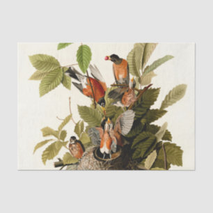 Audubon American Robin Wildlife Bird Illustration Seidenpapier