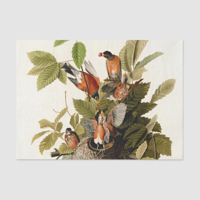 Audubon American Robin Wildlife Bird Illustration Seidenpapier (Vorderseite)