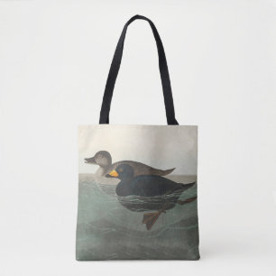 Audubon American Scoter Duck